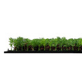 Jangal Modular Wall plantepanel 52 x 52 cm - Thuja